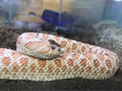 what's the best way to clean a snake tank?