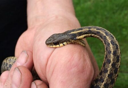 whats the life expectancy of a garter snake?