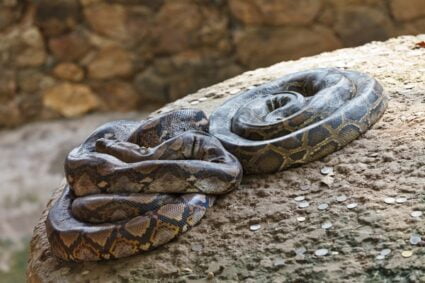 where do snakes sleep at night?
