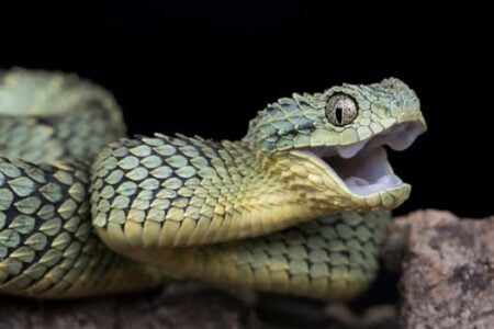 do snakes yawn before eating?