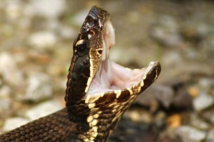 water moccasin venom facts