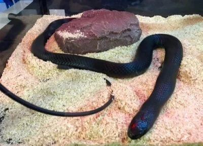 Do heat rocks burn snakes?