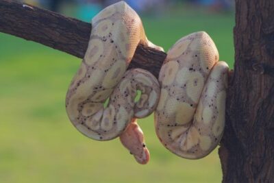 Banana Ball Python Morphs