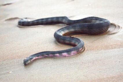 Beaked Sea Snake Venom