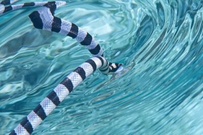 Belcher’s Sea Snake Information