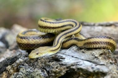 Black Snakes with Yellow Stripes List