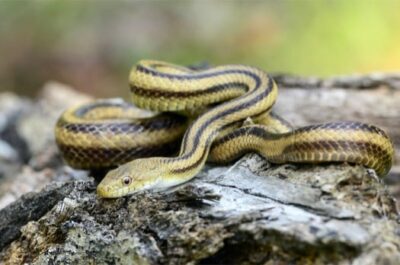 Black Snakes with Yellow Stripes List