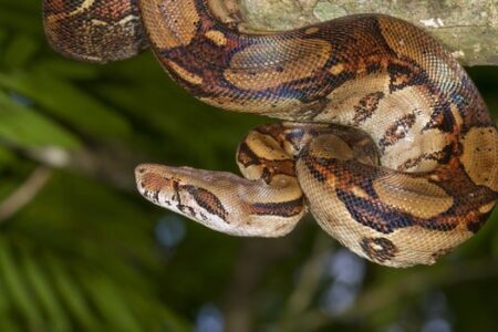 Boa Constrictor Imperator Vs Red Tailed Boa Constrictor,What Is Mutton Paya