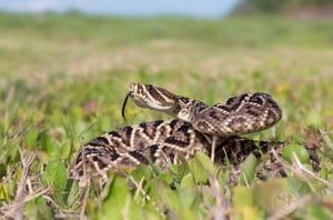 U.S. states with poisonous snakes