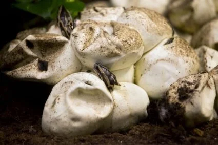How long do snake eggs incubate?