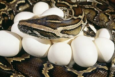 How to Incubate Snake Eggs at Home