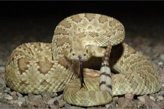 Mojave Rattlesnake