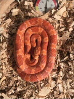 What kind of bedding is best for snakes?