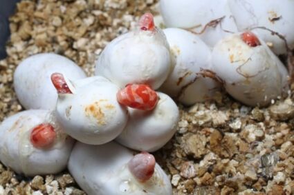 What temperature do you incubate corn snake eggs?