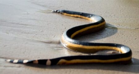 Yellow-Bellied Sea Snake interesting facts