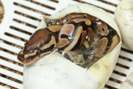 ball python snake egg incubation