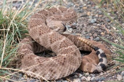 can venomous snakes cross breed?