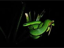greater green snake