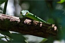 green parrot snake