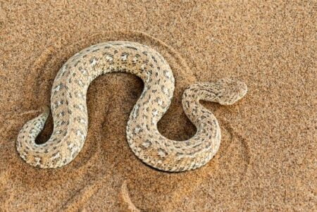 how do sidewinder snakes adapt to the desert?