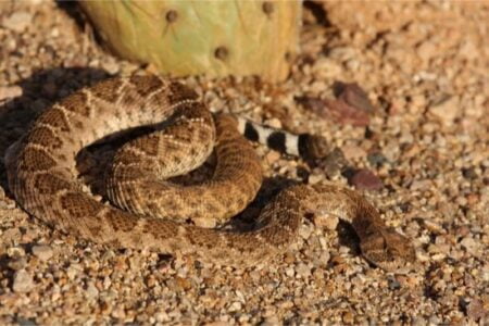 / snake adaptations in the desert