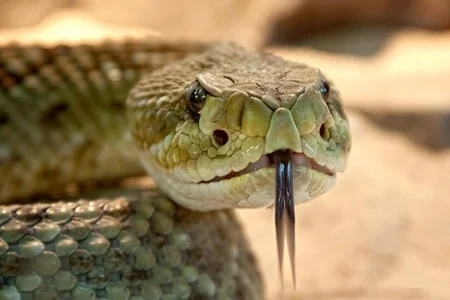 how far will rattlesnakes travel from their den?