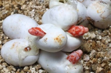 how to breed corn snakes