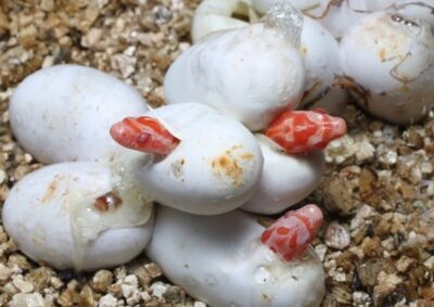 how to breed corn snakes