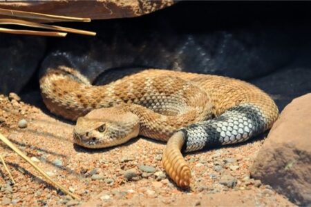 How do Snakes Adapt to the Desert?