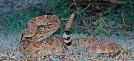 venomous texan snakes