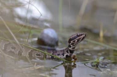 water moccasin fun facts