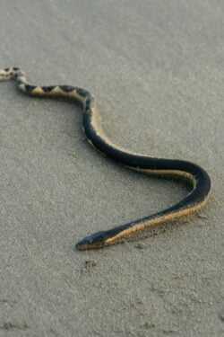 what does a yellow-bellied sea snake look like?