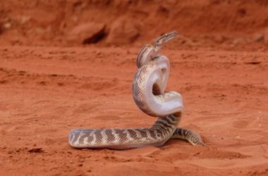 what snake can strike the farthest?