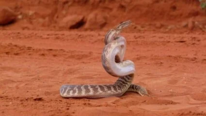 what snake can strike the farthest?
