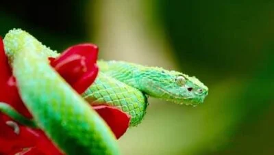 which green snakes are venomous