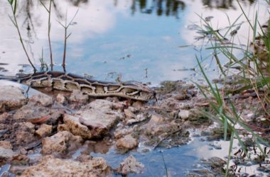 why are burmese pythons a problem in florida?