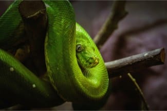 Green tree pythons as pets