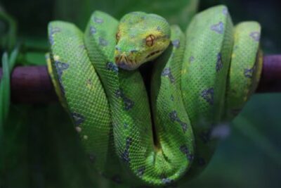 How to Care for Green Tree pythons