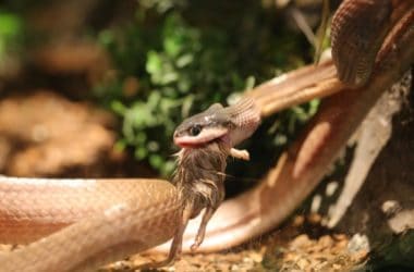 Should You Feed a Snake in a Separate Container?
