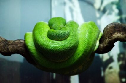 caring for a green tree python