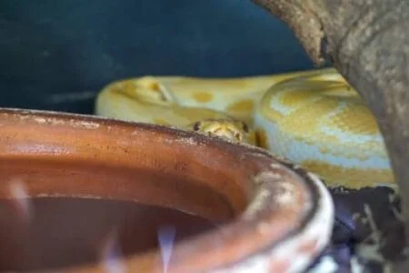 how do I know if my snake is dying?
