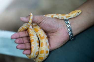 how long after a ball python eats can you hold it?