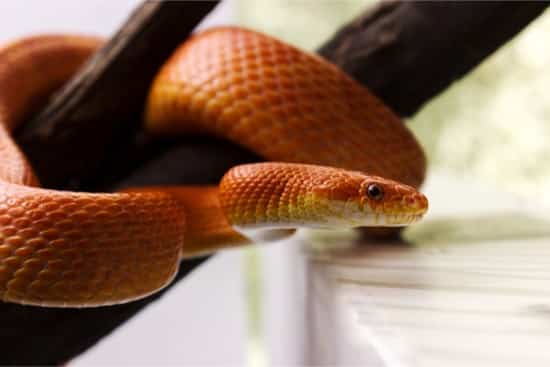 Top 10 Most Popular Pet Snakes With Pictures,How To Make A Diaper Cake With Blankets