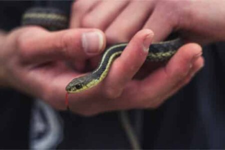 What Do Baby Garter Snakes Eat? 