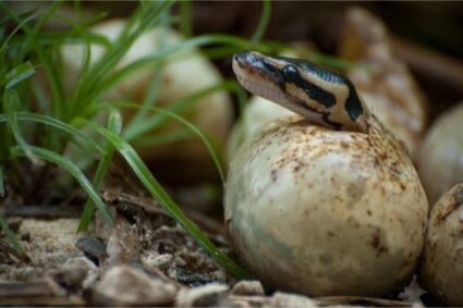 ball python breeding season