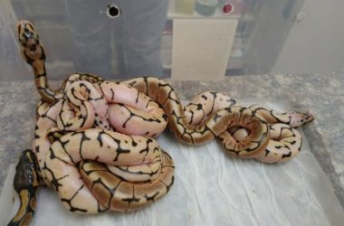 ball python breeding timeline