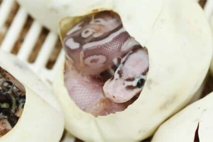 ball python ovulation