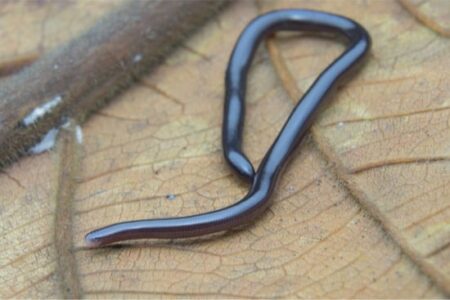 do worms move like snakes?