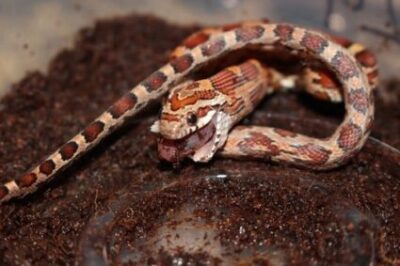 How Much Is A Baby Corn Snake? 