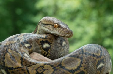 how many pounds of pressure can a python exert?